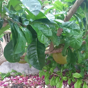 De Corneille, Sweet Mango Hébergement de vacances Le Moule